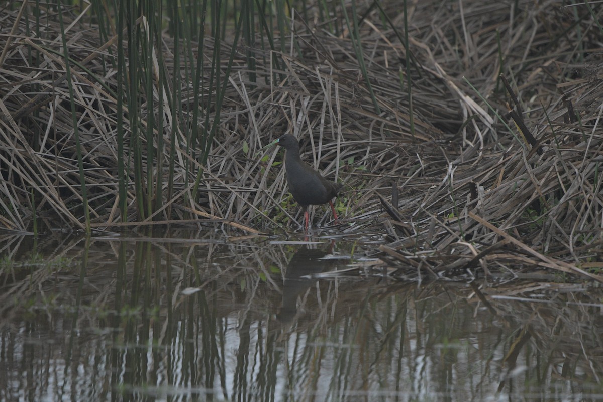 Plumbeous Rail - ML571645701