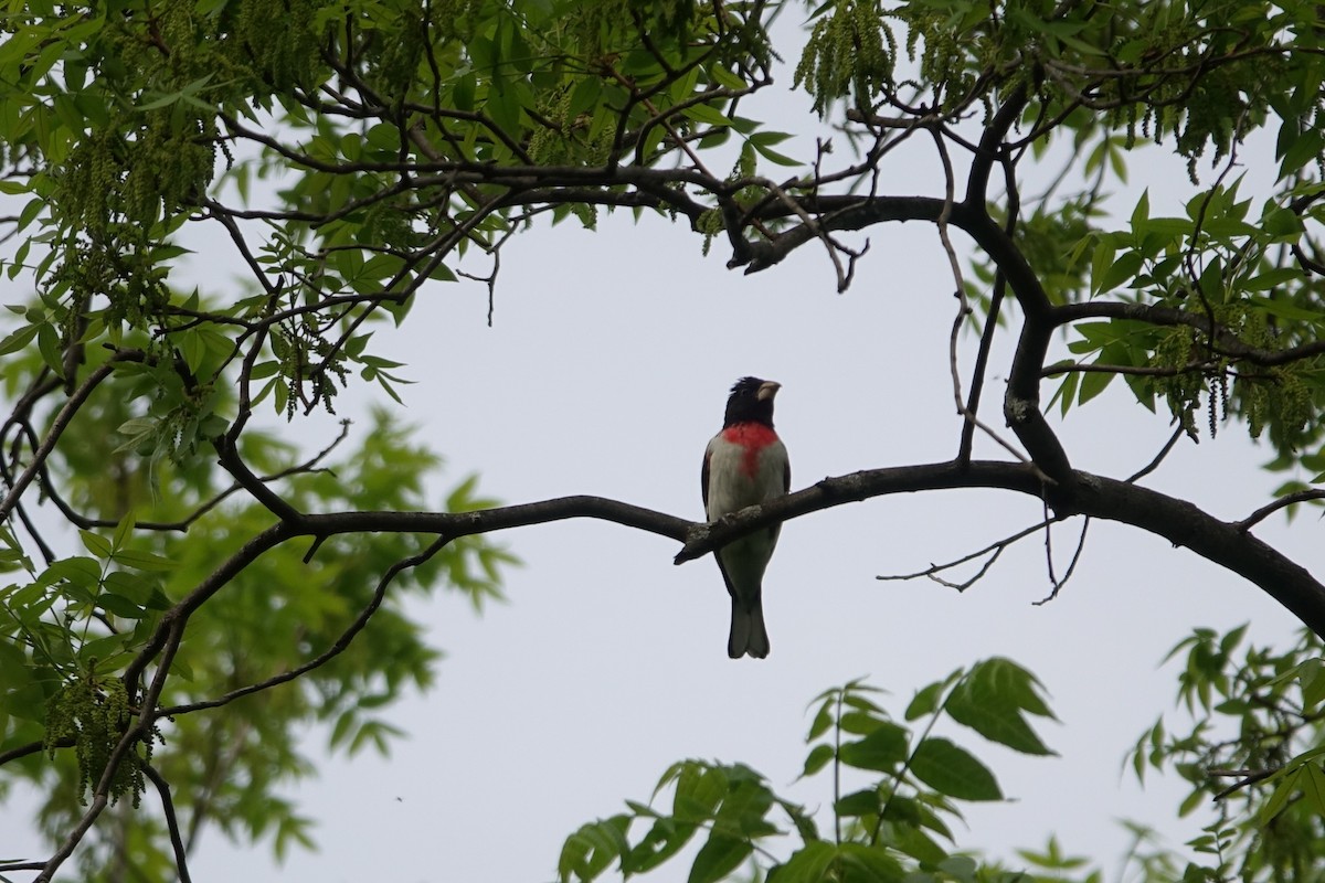 Rose-breasted Grosbeak - Catherine Lang