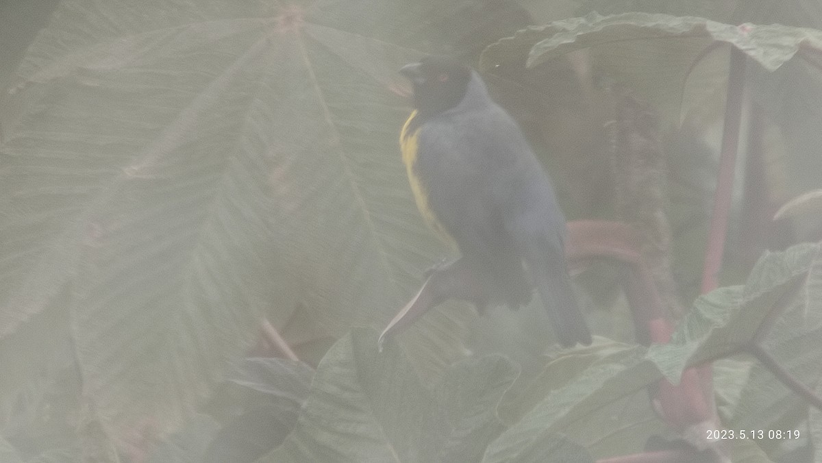 Hooded Mountain Tanager - ML571645921