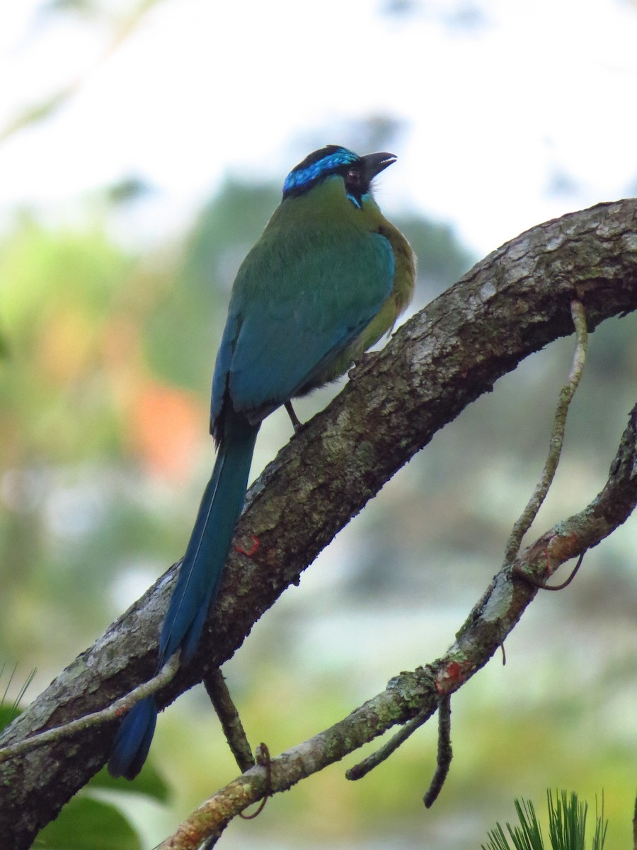 Lesson's Motmot - ML571646181