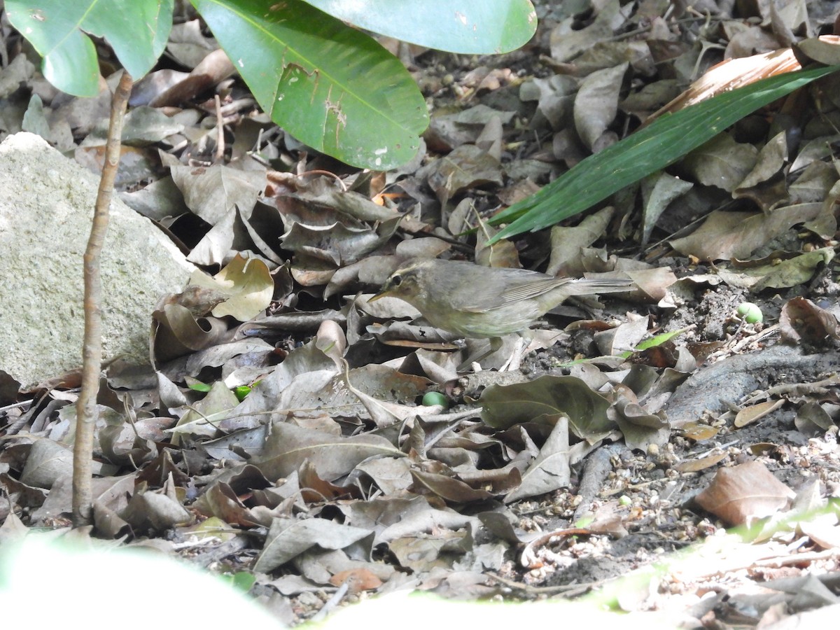 Бүхт дууч шувуу - ML571646231