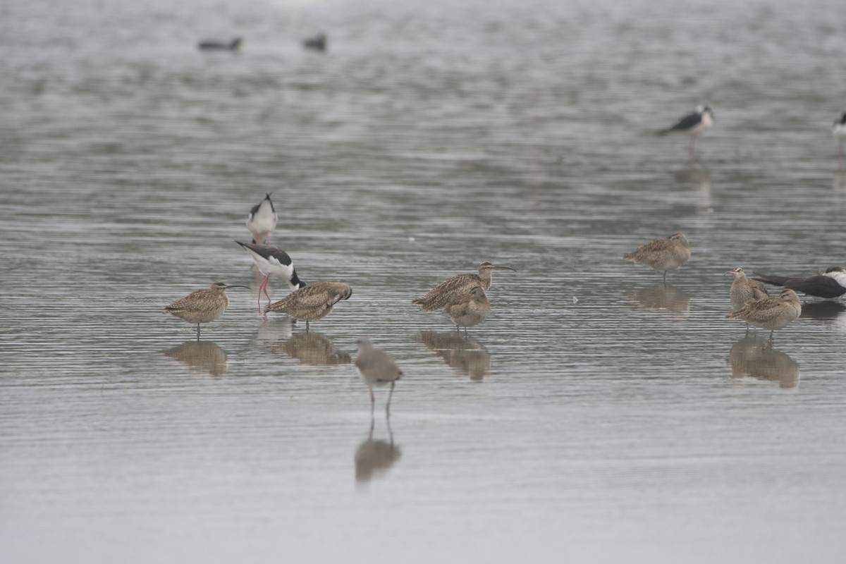 Whimbrel - ML571646491