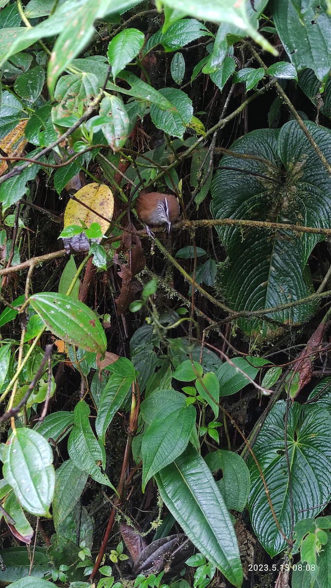 Munchique Wood-Wren - ML571647341