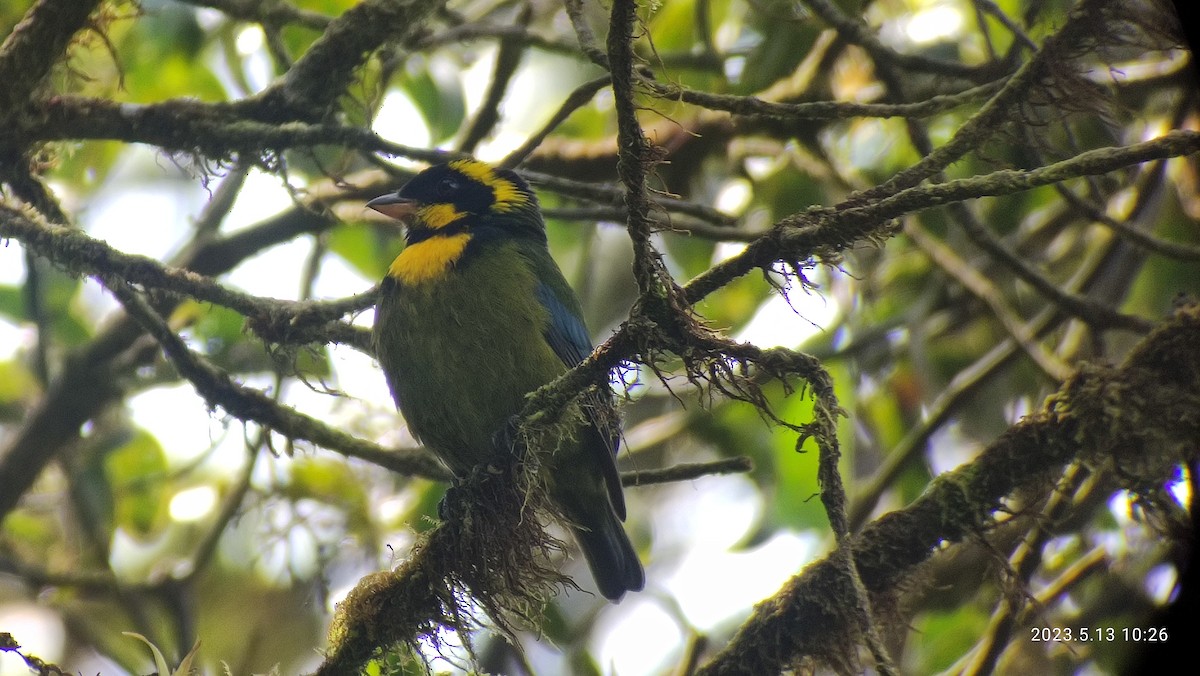 Gold-ringed Tanager - ML571649011