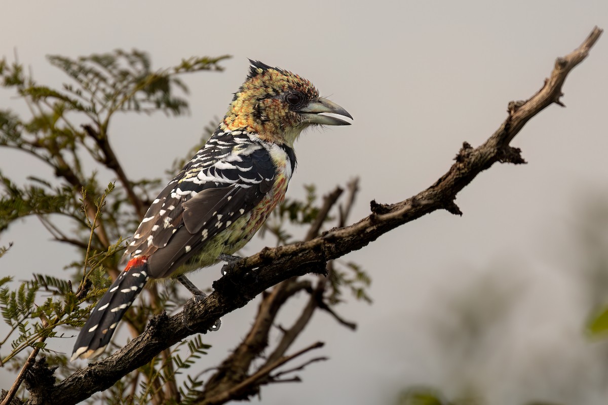 Crested Barbet - ML571650411