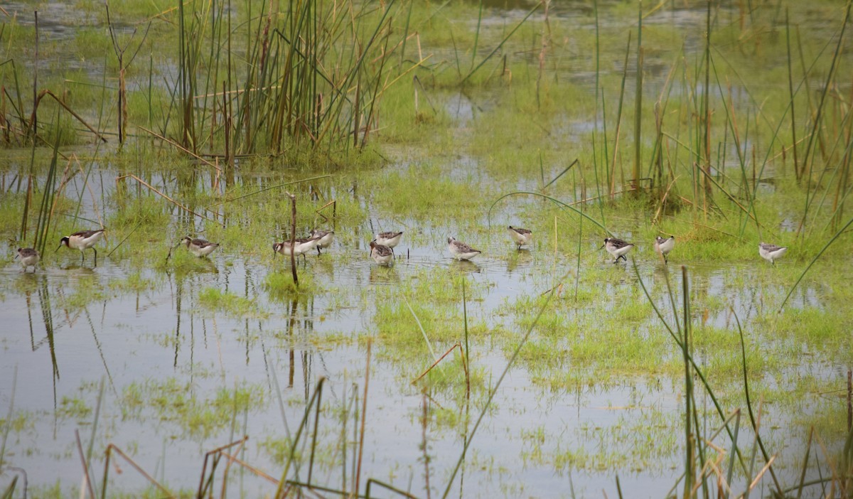 Wilson's Phalarope - ML571650491