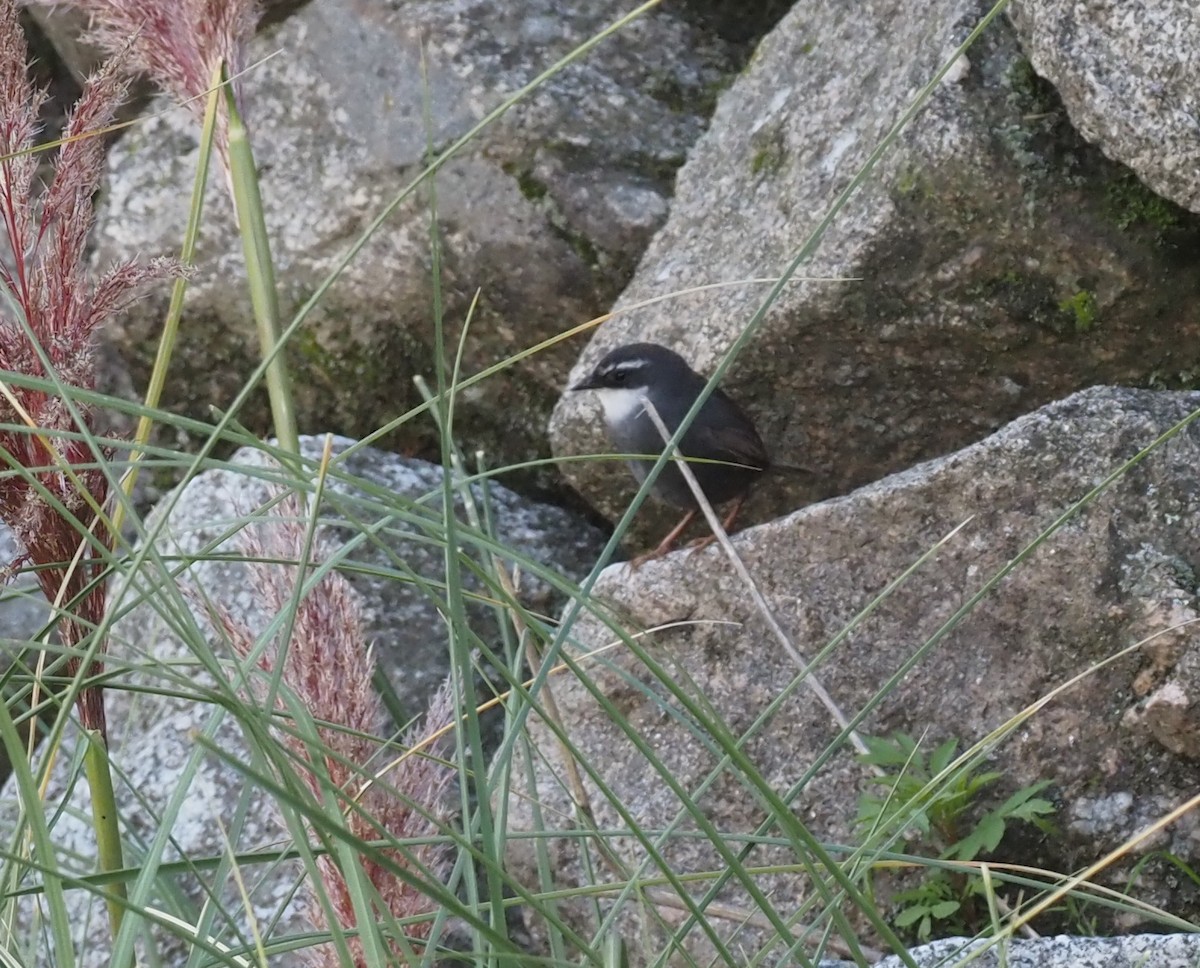 White-browed Tapaculo - ML571651421