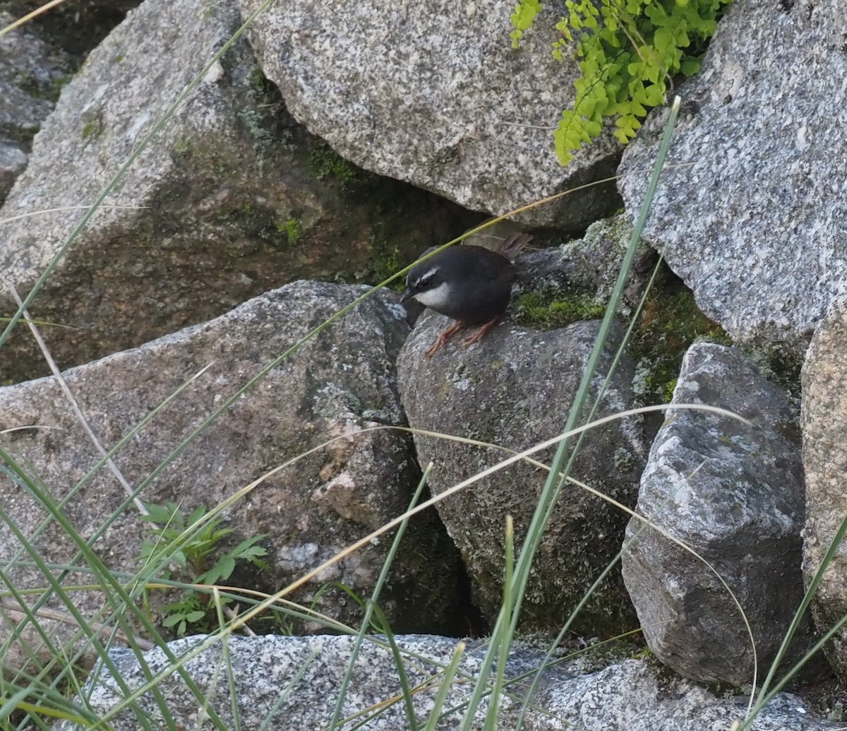 White-browed Tapaculo - ML571651791