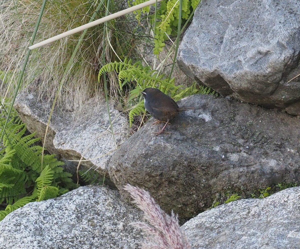 White-browed Tapaculo - ML571652041