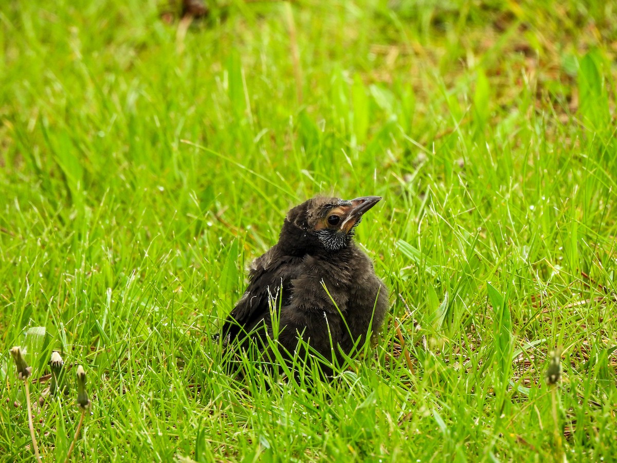 Common Grackle - Susan Brauning