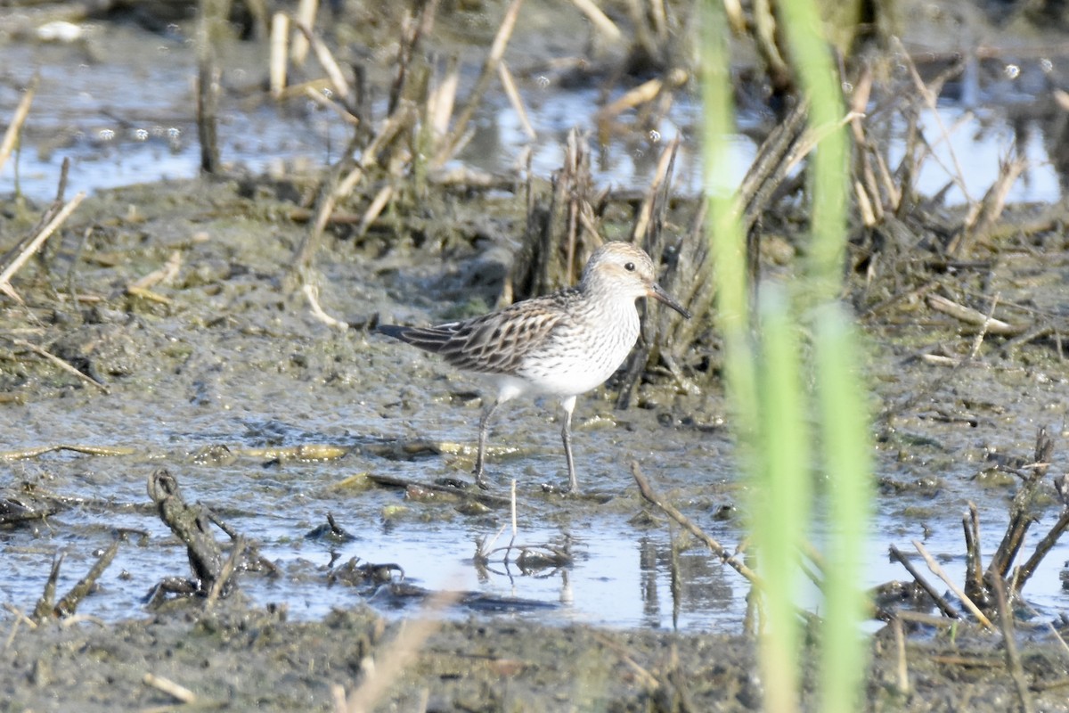 White-rumped Sandpiper - ML571653301
