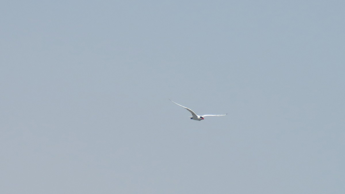 Caspian Tern - ML571653431