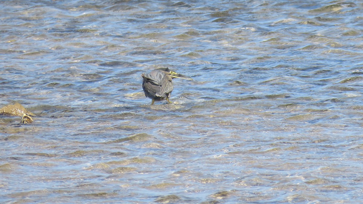 Striated Heron - ML571653691