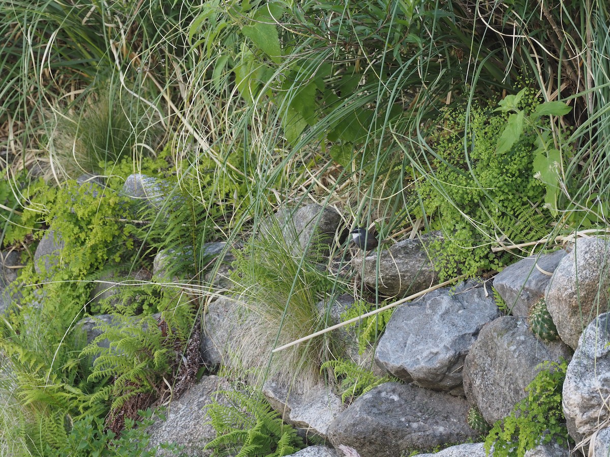 White-browed Tapaculo - ML571654301