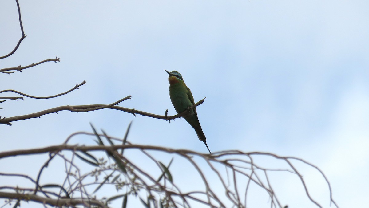 Blue-cheeked Bee-eater - ML571654471