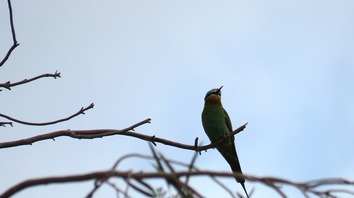 Blue-cheeked Bee-eater - ML571654481