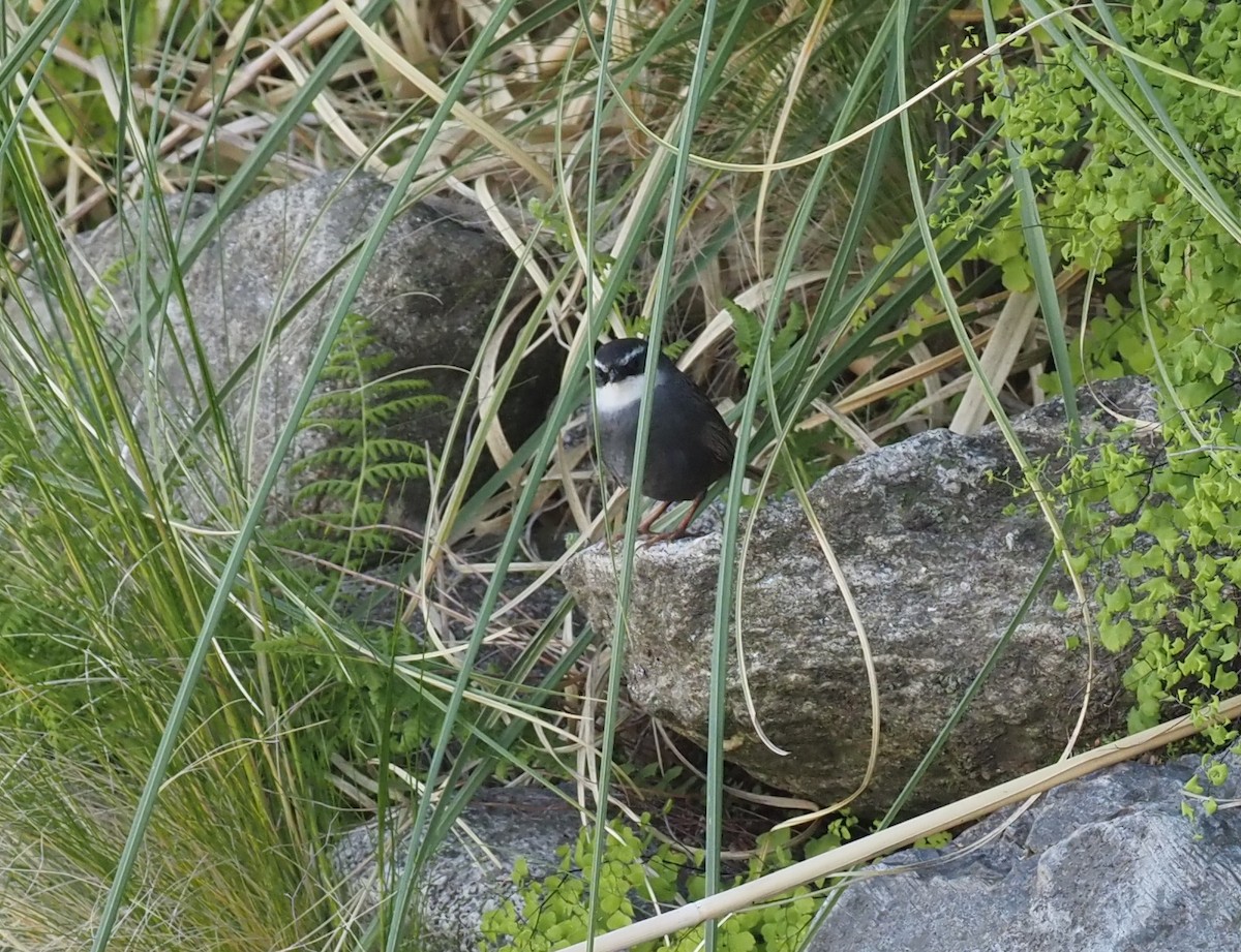 White-browed Tapaculo - ML571654581