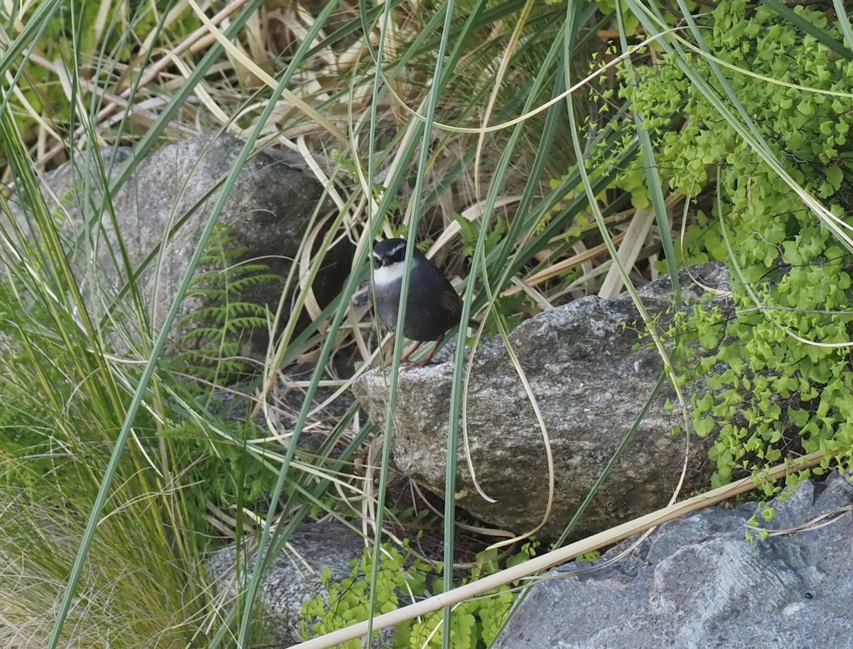 White-browed Tapaculo - ML571655071