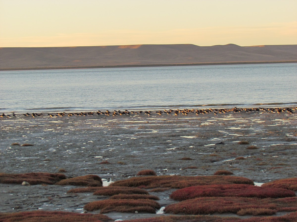 Magellanic Oystercatcher - Julieta Llanos