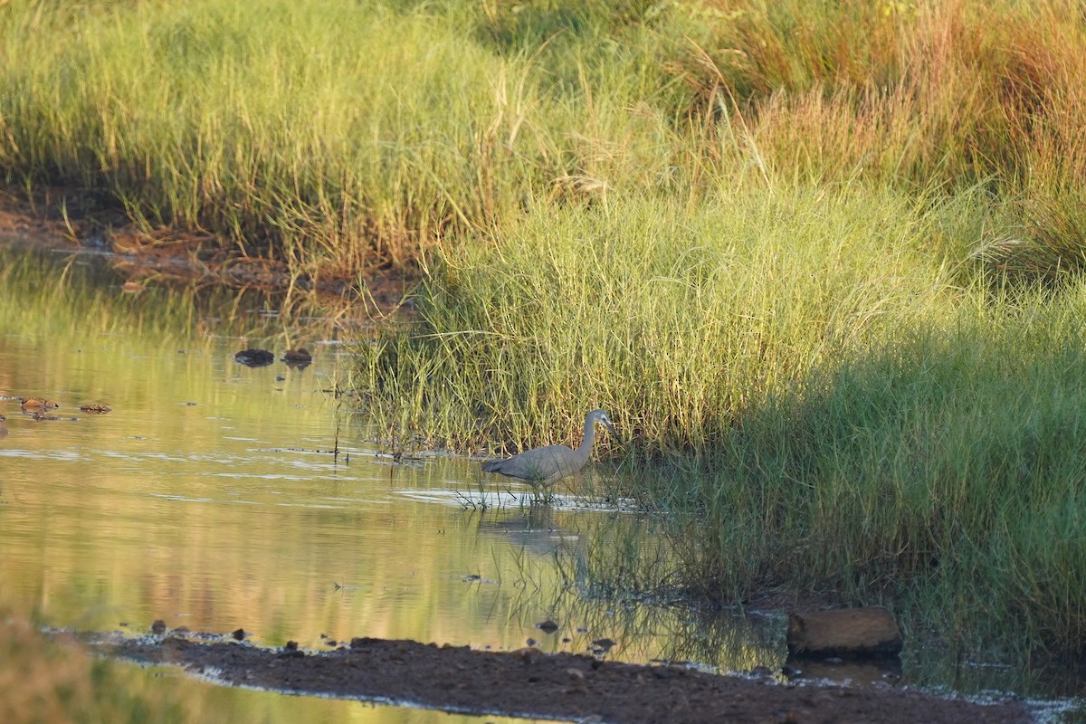 White-faced Heron - ML571656141