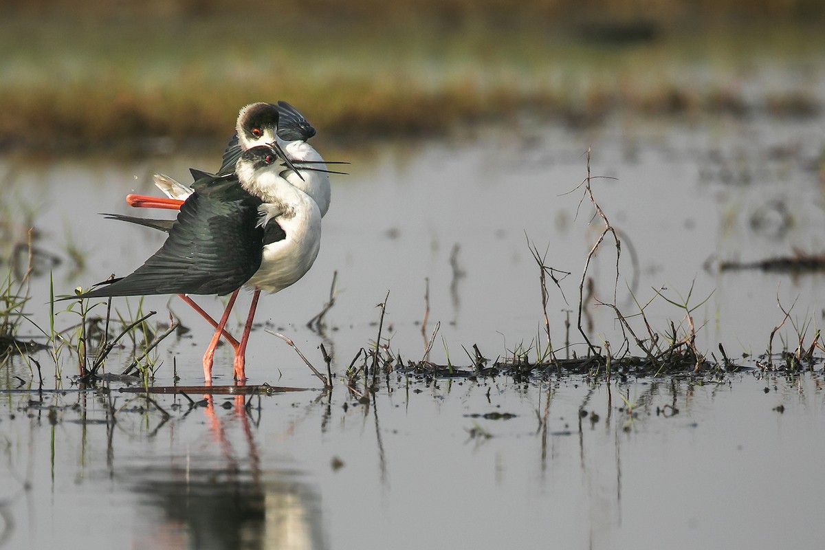 Black-winged Stilt - ML571657491