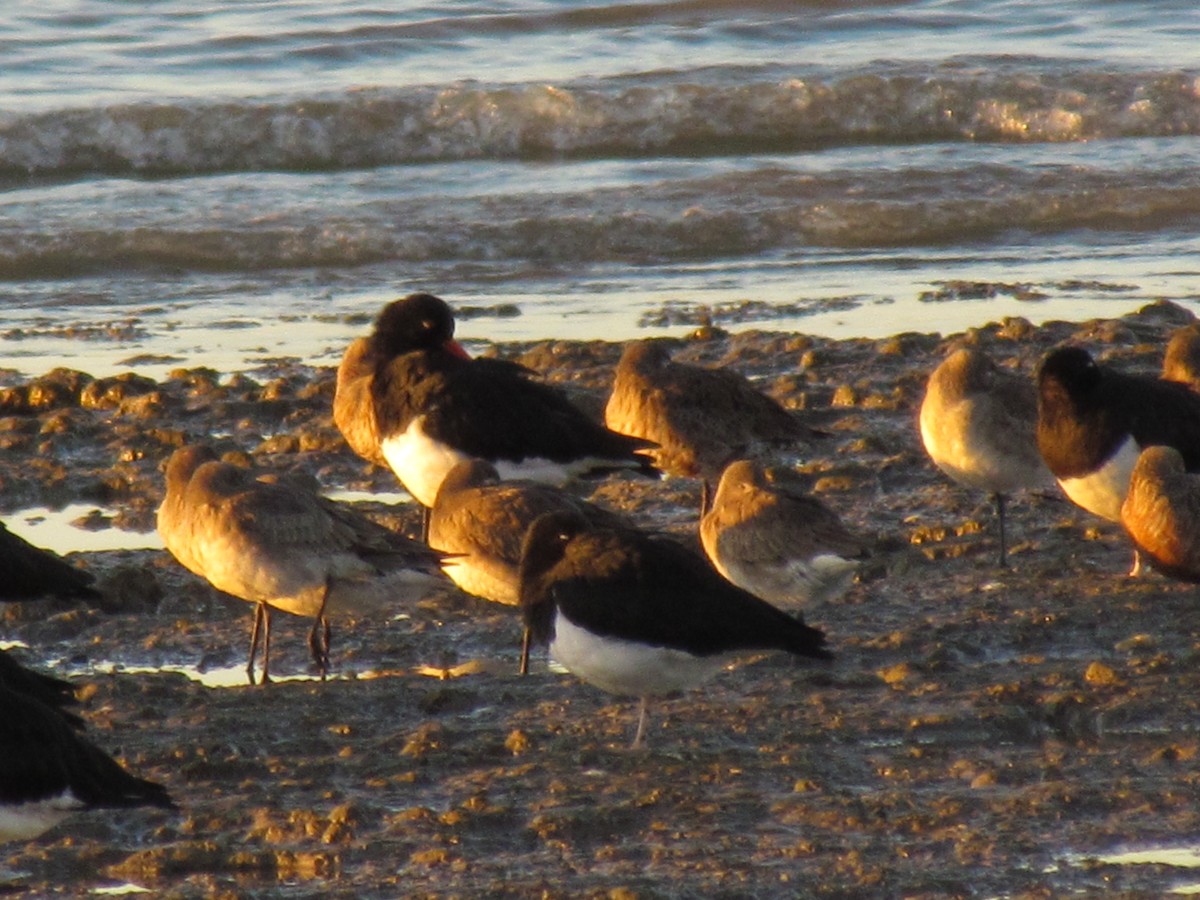 Hudsonian Godwit - ML571657531