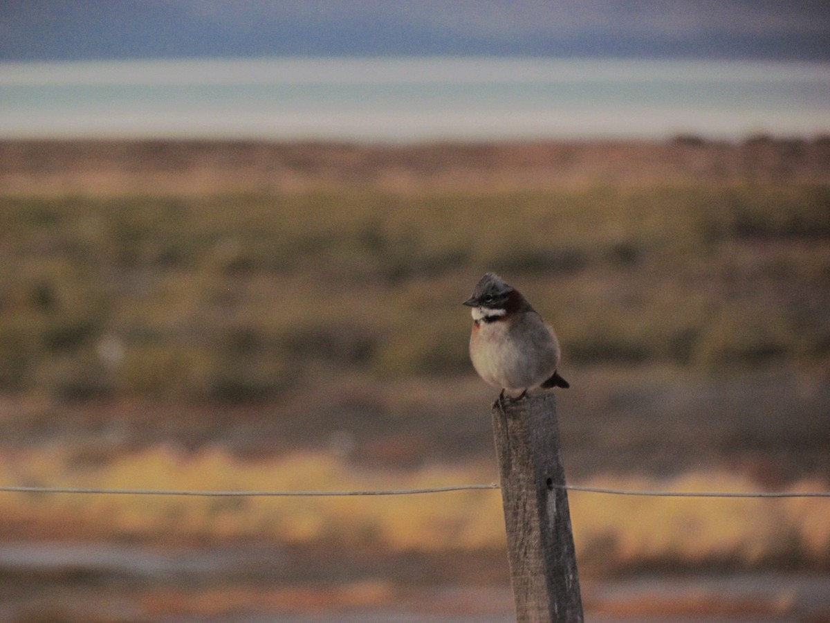 Rufous-collared Sparrow - Julieta Llanos