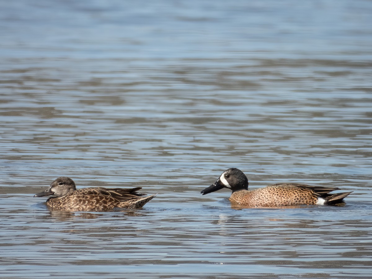 Blue-winged Teal - ML571657991