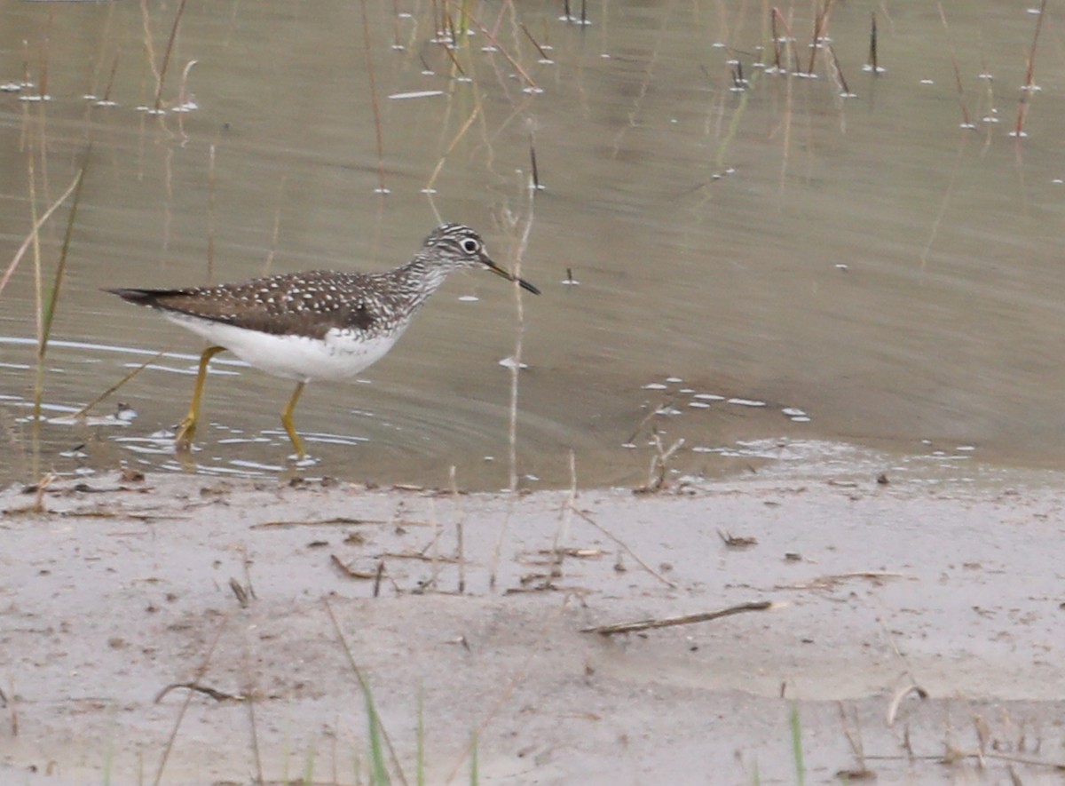 Solitary Sandpiper - ML571658061