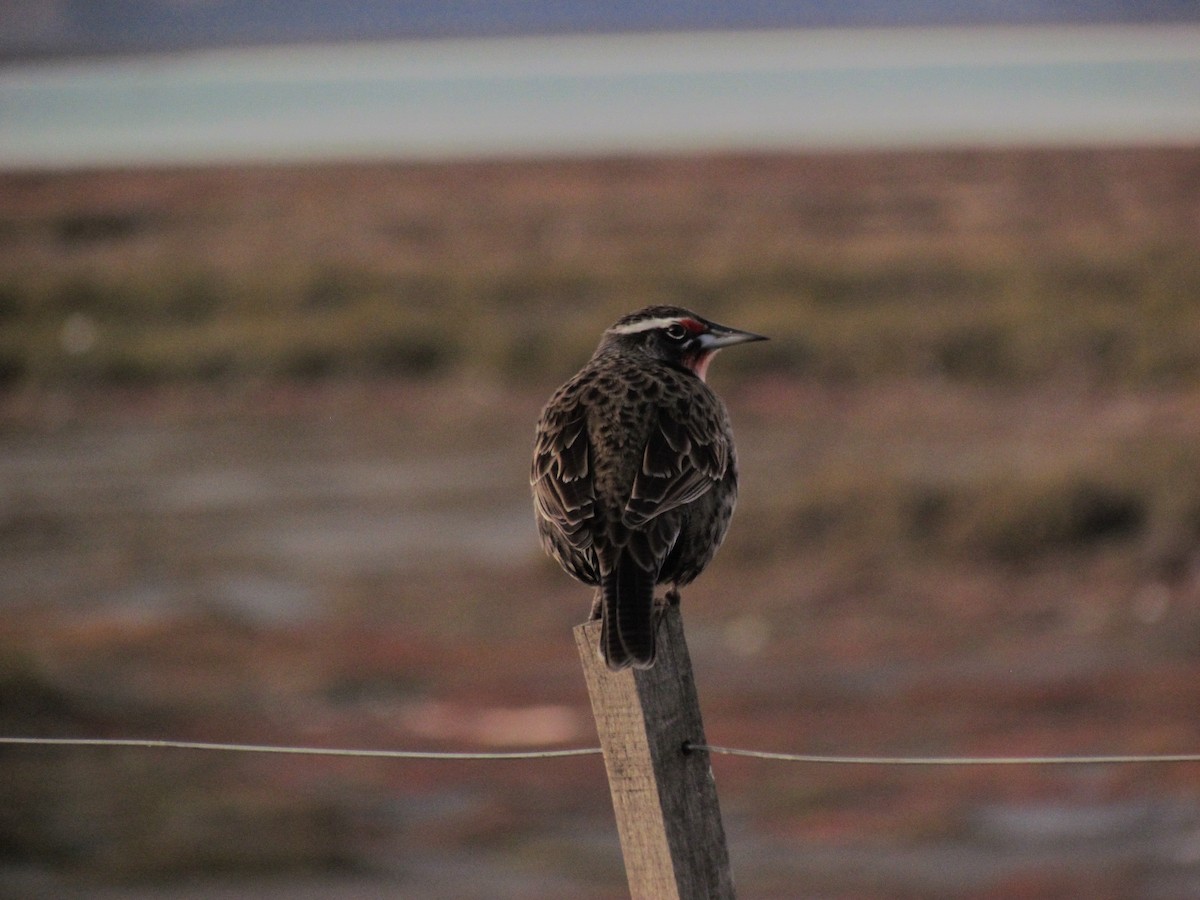 Long-tailed Meadowlark - ML571658431