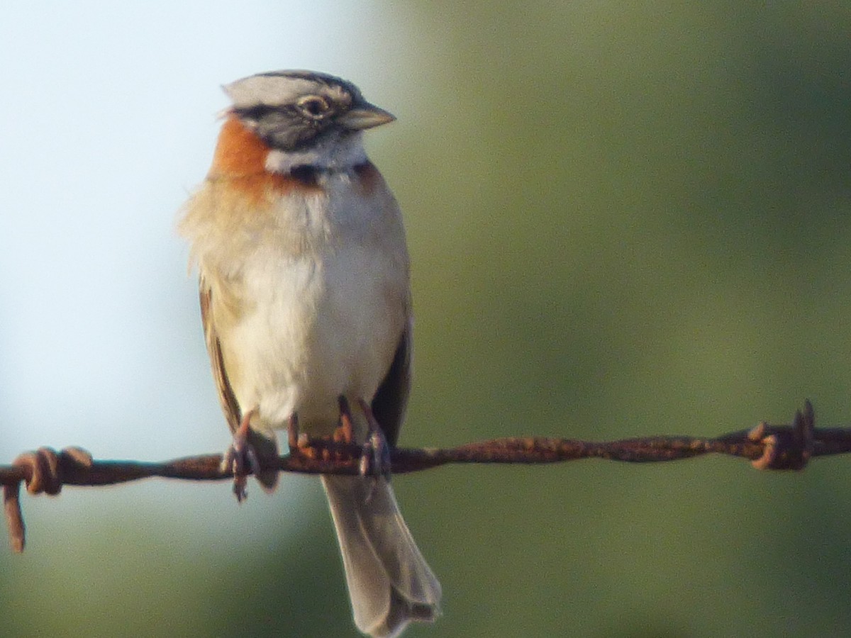 Rufous-collared Sparrow - ML571658881