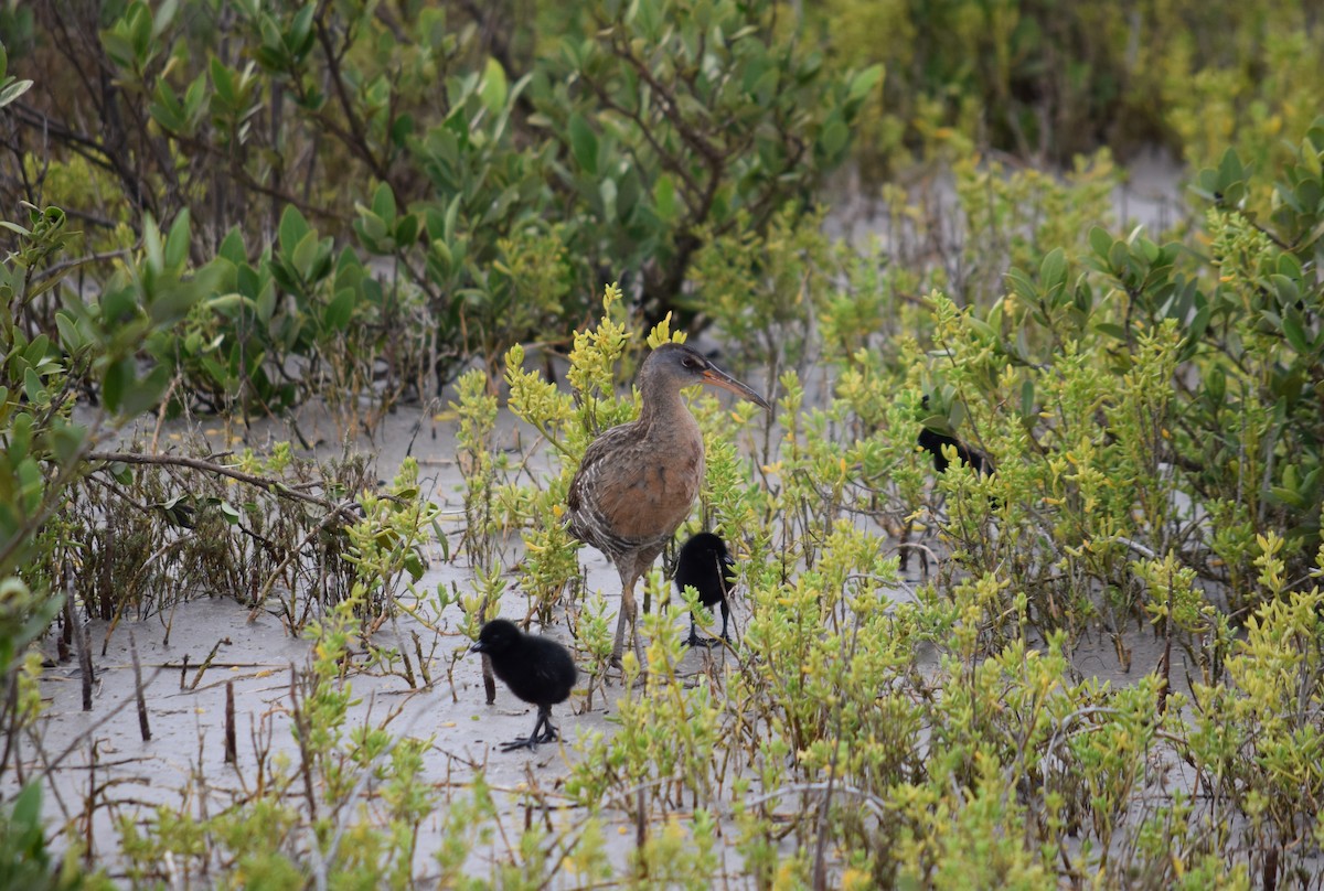 Clapper Rail - ML571659901