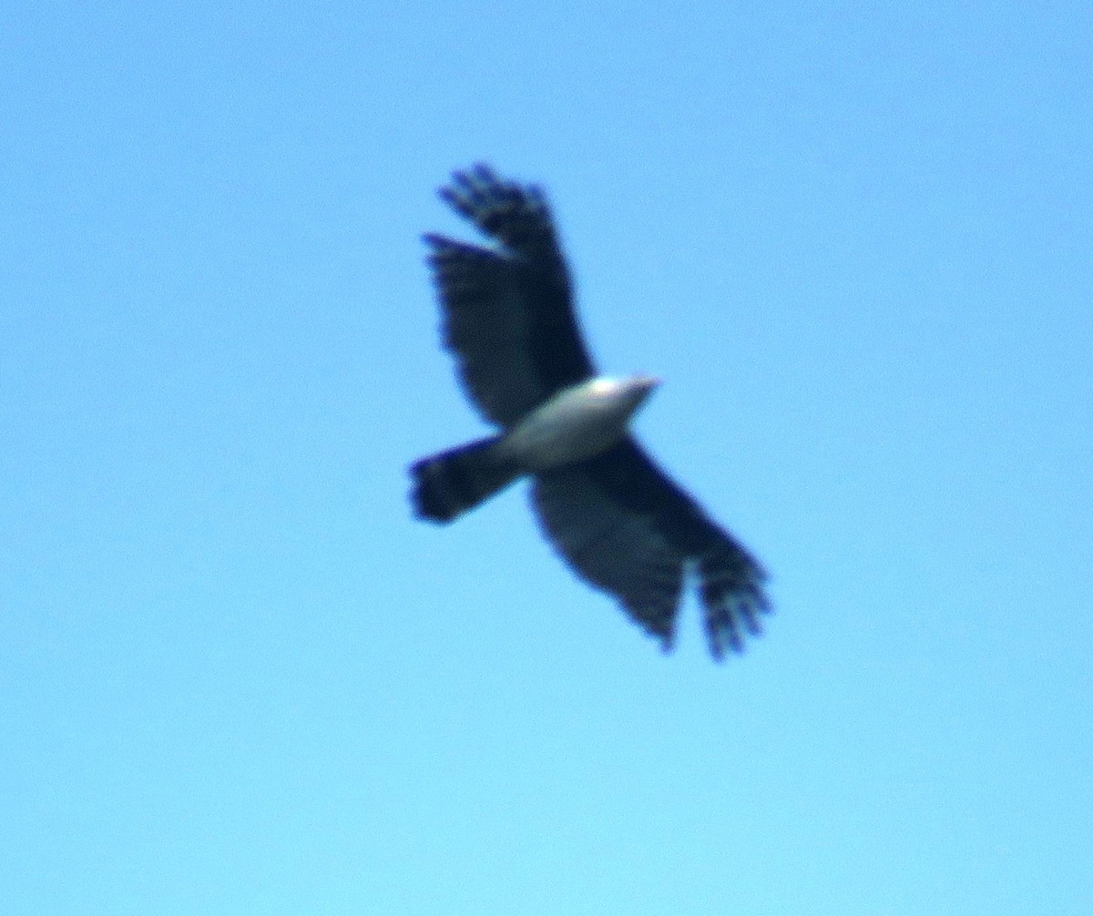 Gray-headed Kite - Club de Observadores de Aves Córdoba-Orizaba