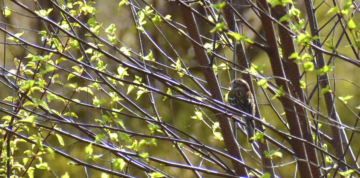 Field Sparrow - ML571660731