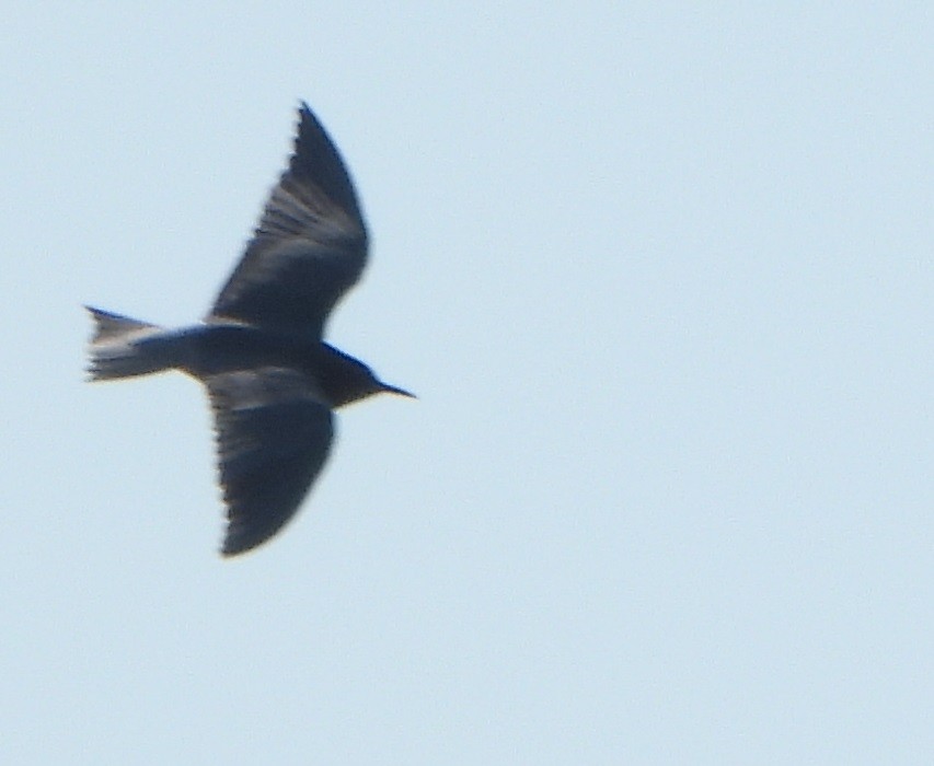 Black Tern - ML571660751