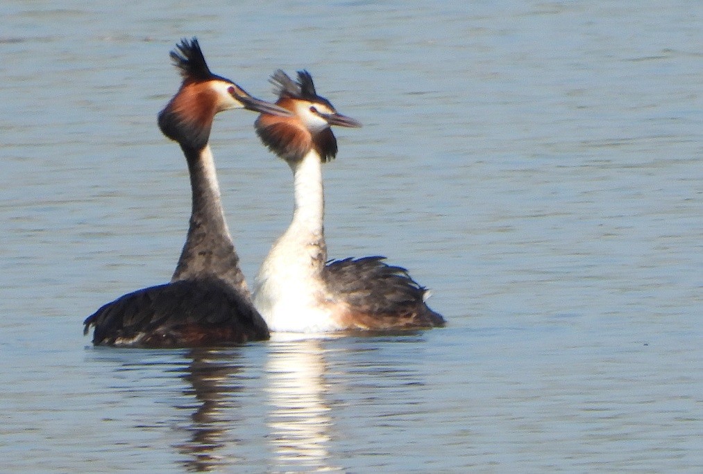 Great Crested Grebe - ML571661211