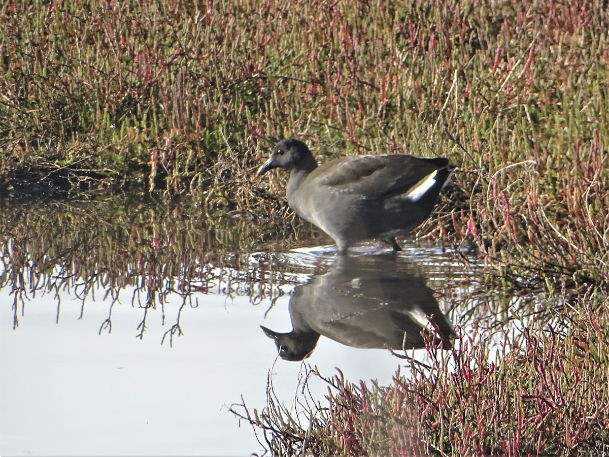 Dusky Moorhen - ML571663181