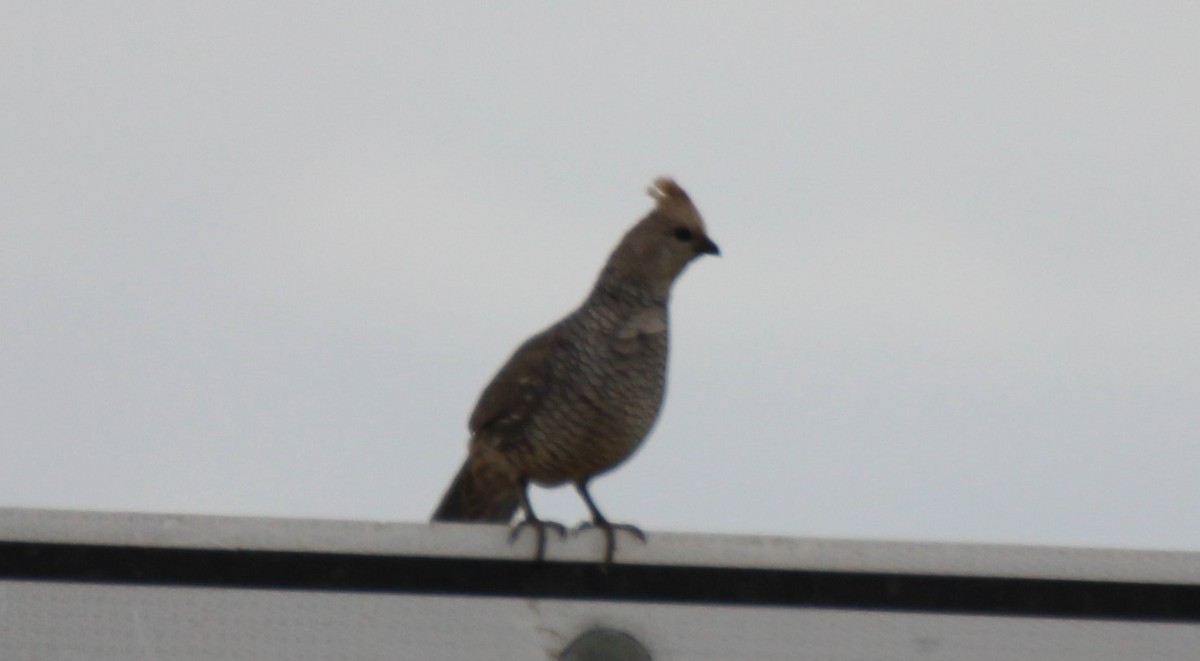 Scaled Quail - ML571664091