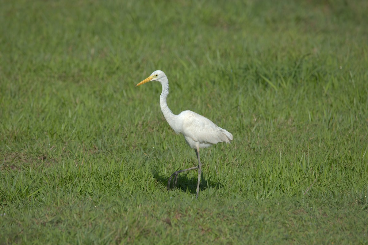 Great Egret - Pipope Panitchpakdi