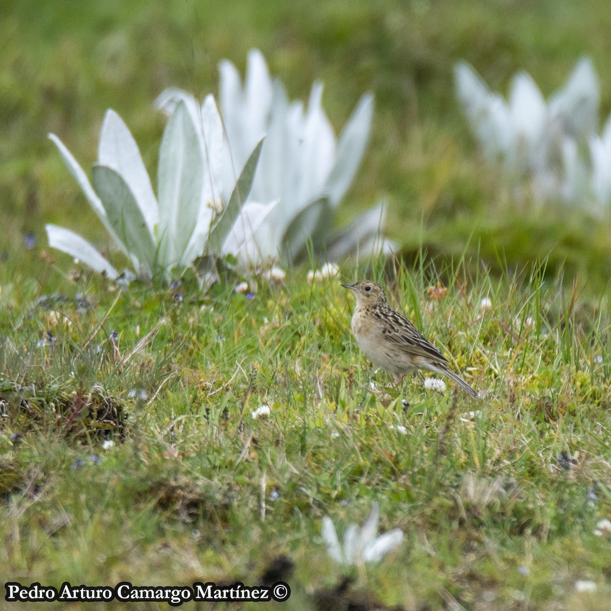 Paramo Pipit - ML571664161