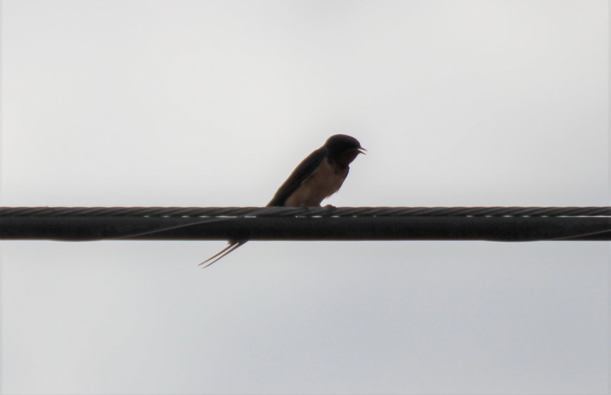 Kır Kırlangıcı (erythrogaster) - ML571664401