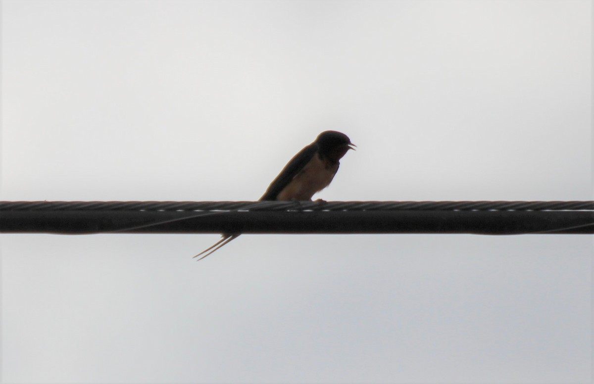 Barn Swallow (American) - ML571664401