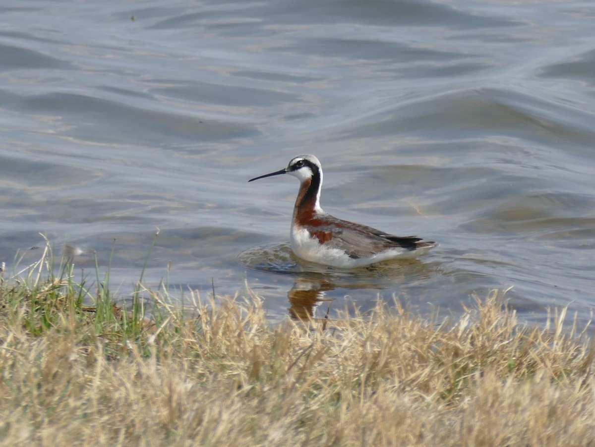 hvithalesvømmesnipe - ML571665331