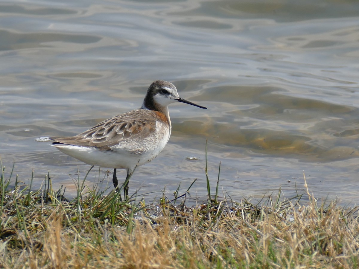 Falaropo Tricolor - ML571665341