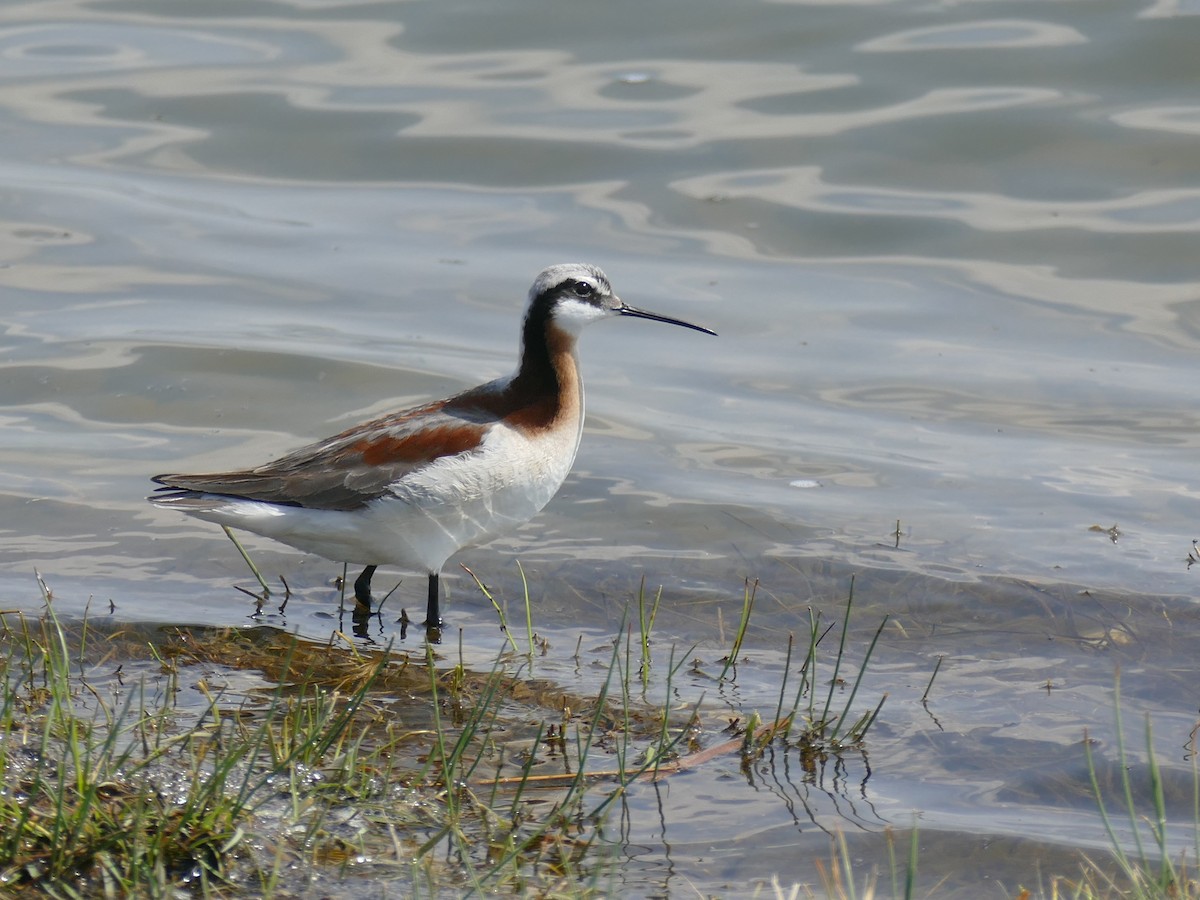 Falaropo Tricolor - ML571665351