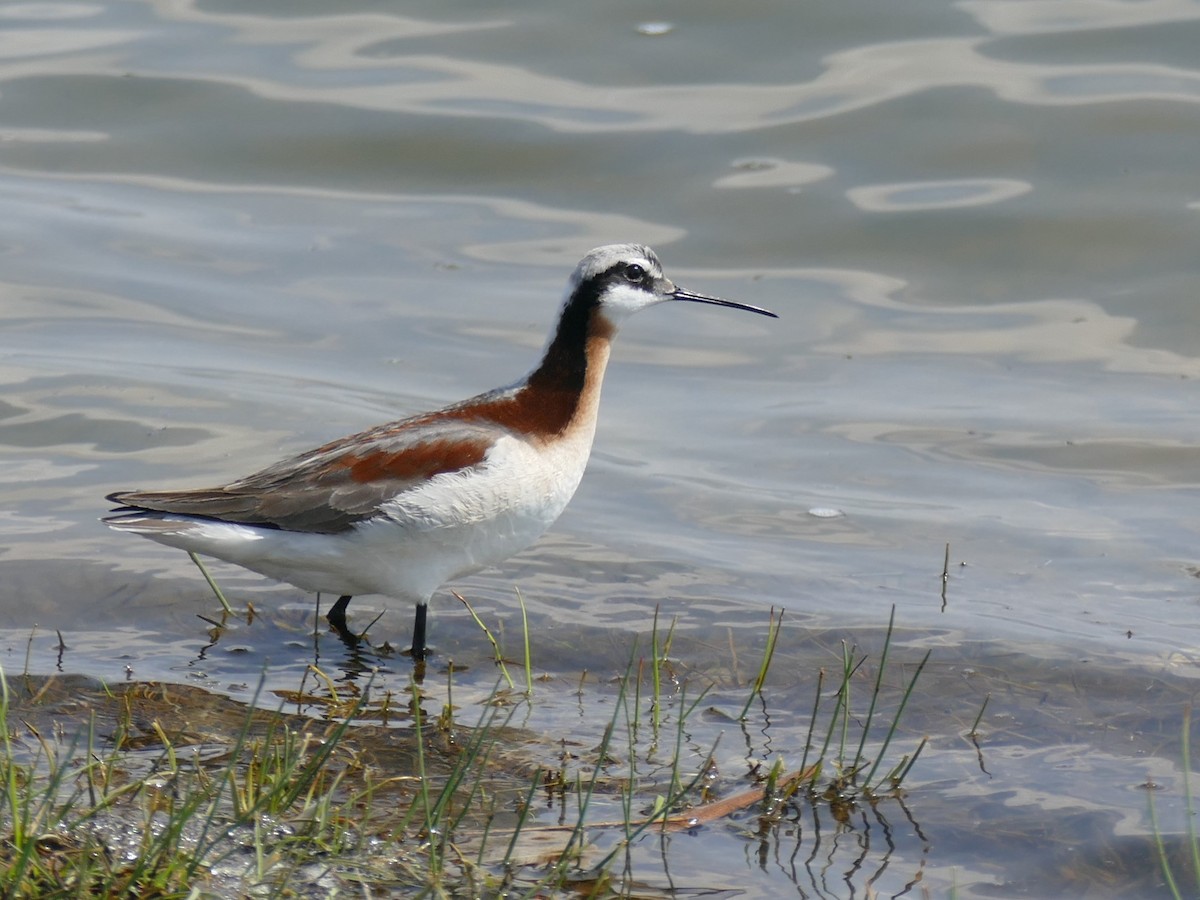 Falaropo Tricolor - ML571665401