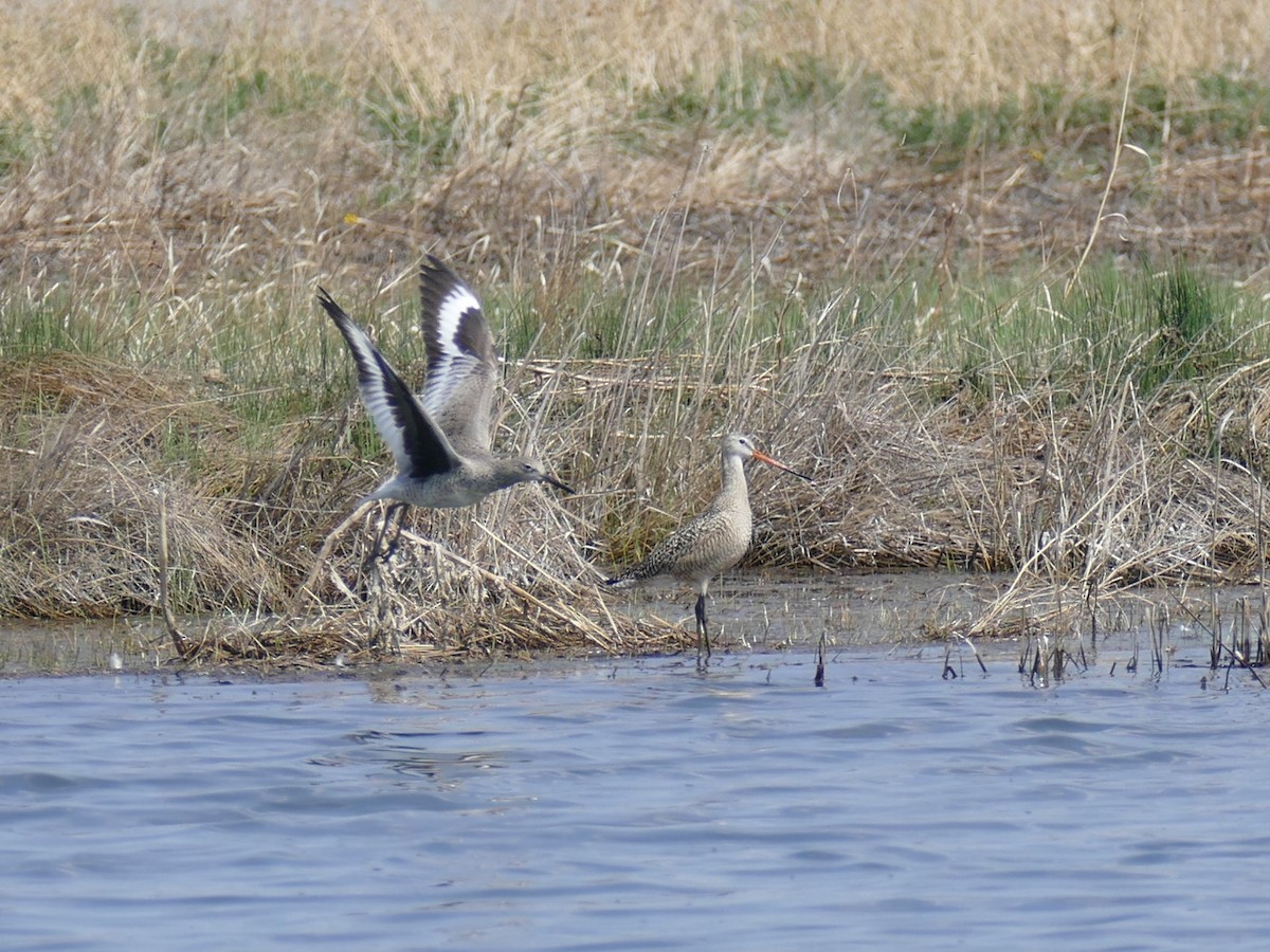 Willet - ML571665581