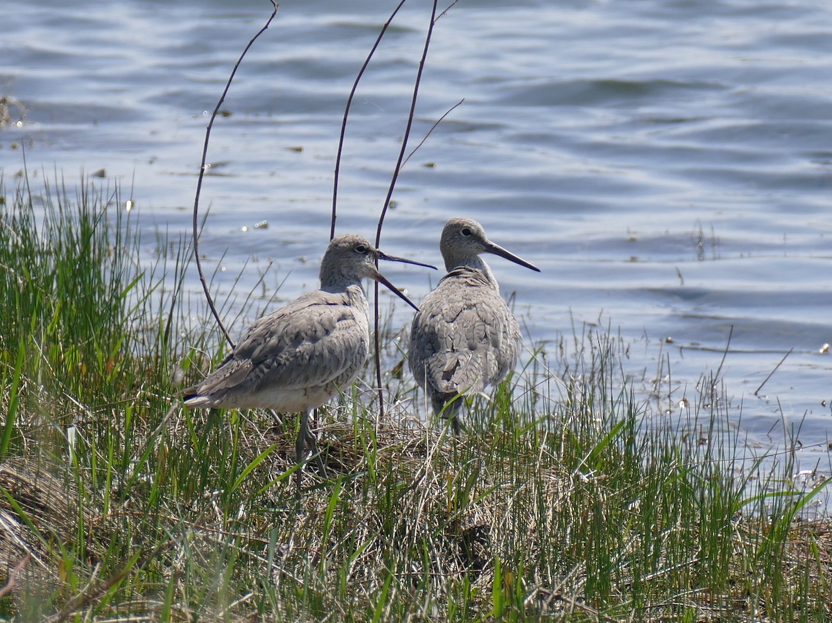 Willet - ML571665591