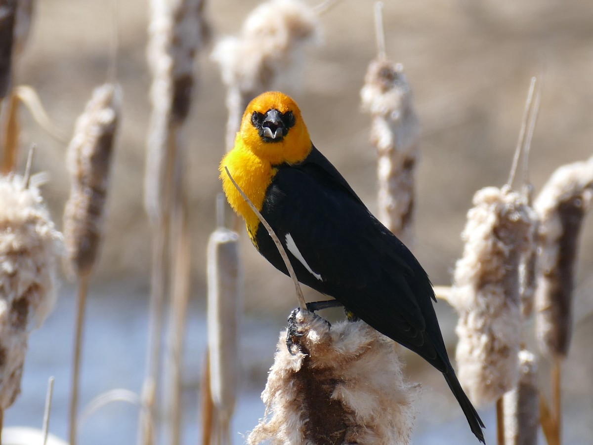 Yellow-headed Blackbird - ML571665851