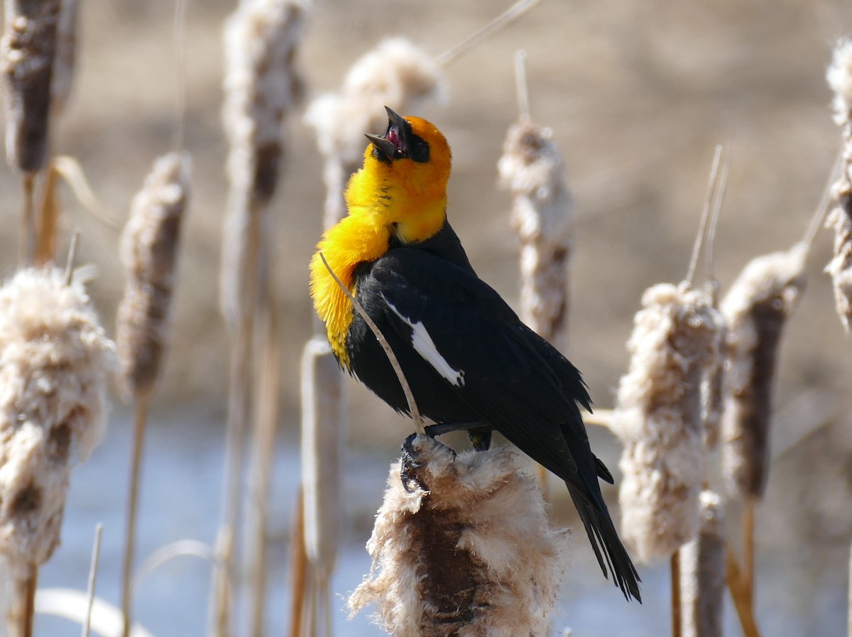 Yellow-headed Blackbird - ML571665861